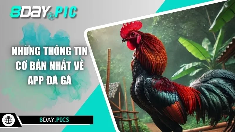 Những thông tin cơ bản nhất về app đá gà
